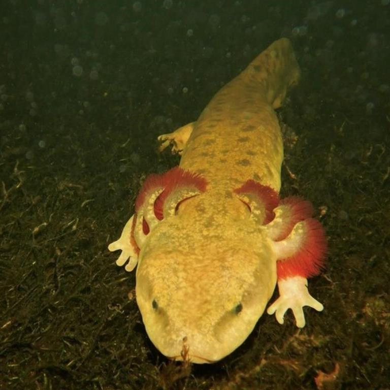 Forget the beaver, moose and goose. These are the most ɫtv animals